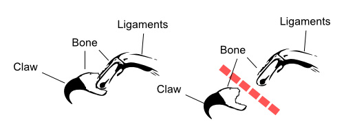 Declawing – Markdale Veterinary Services