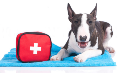 image for April is National Pet First Aid Awareness Month